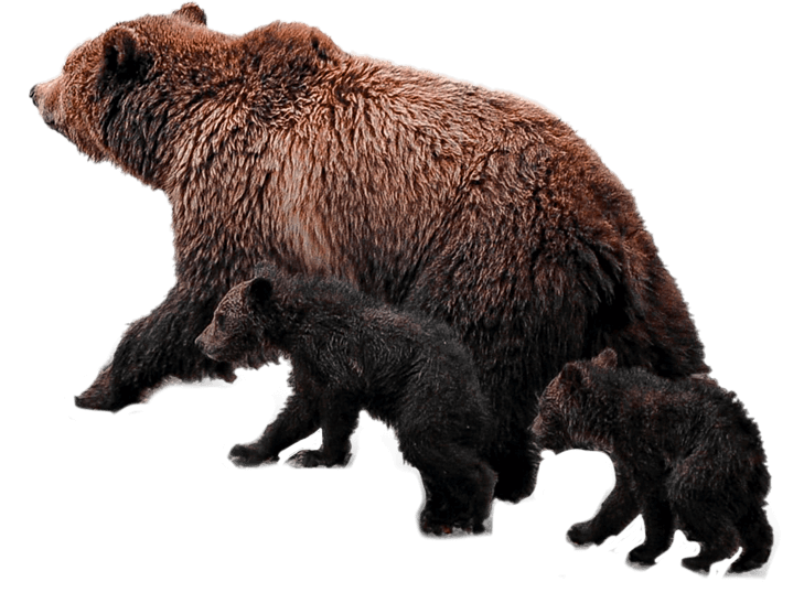 bears3-1.png