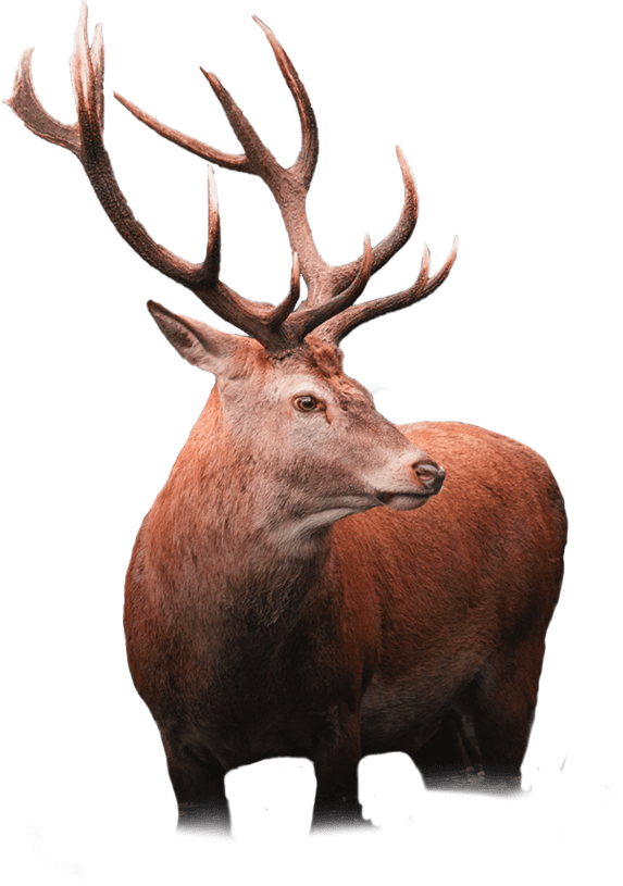 deer2-1.png