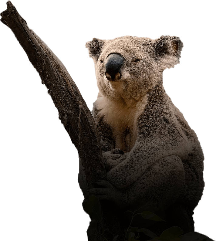 koala-1.png