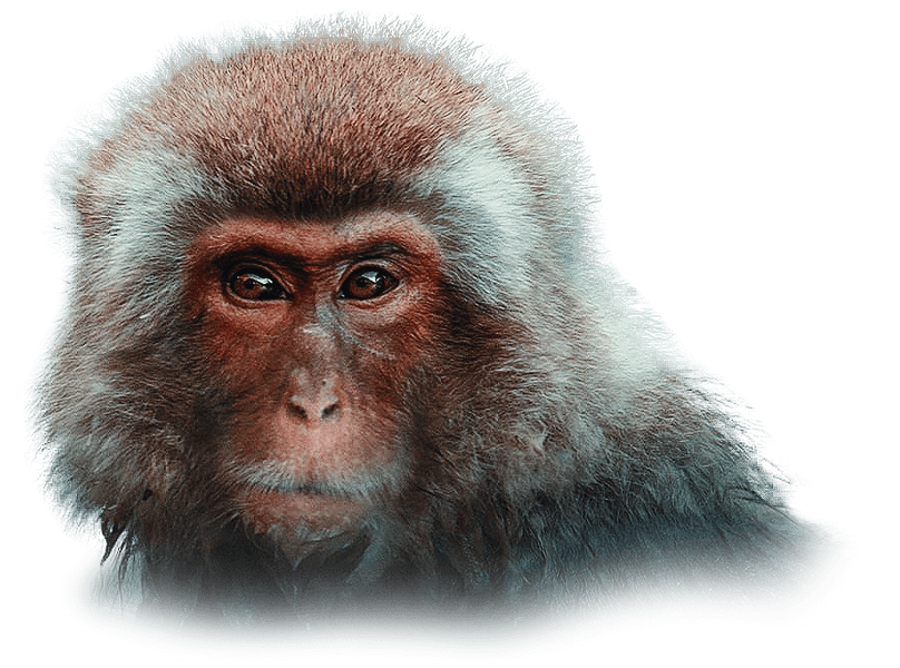 moneky3-1.png