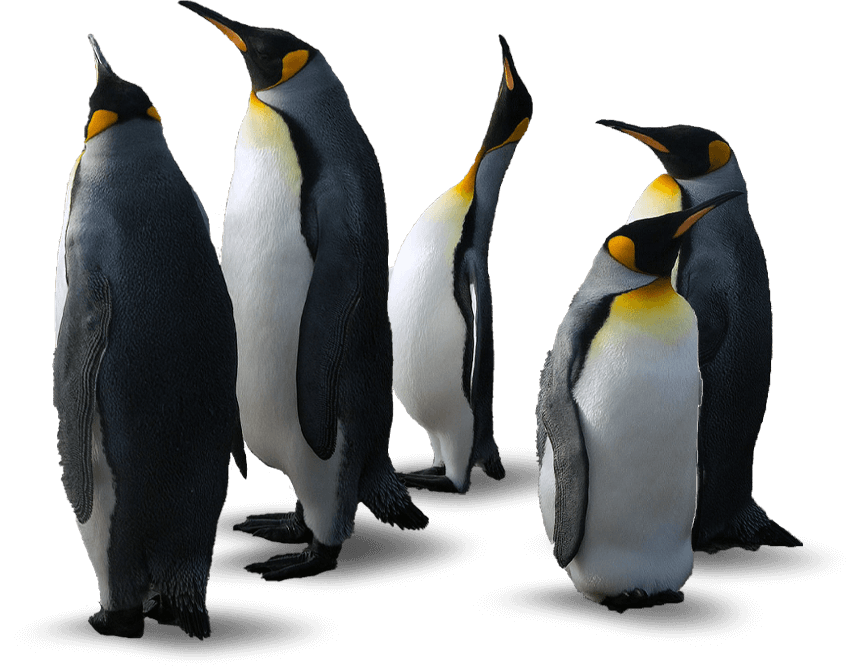 penguins2-1.png